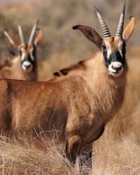 antelope